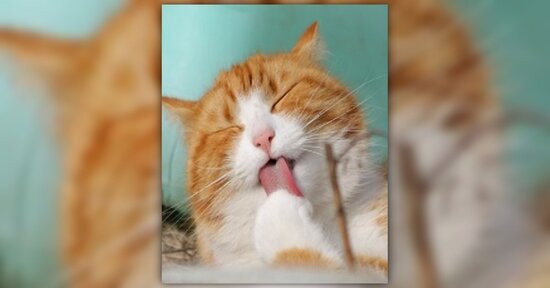 Vaccini per cani e gatti