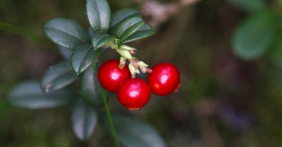 Vaccinium vitis idaea: proteggi il tuo intestino