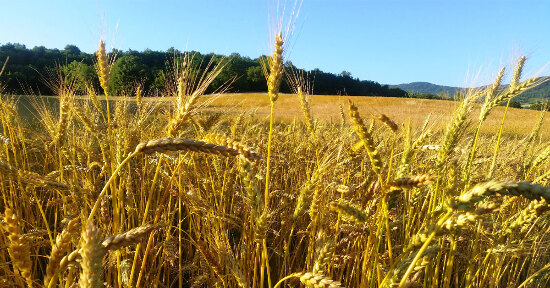 Verso una nuova agricoltura