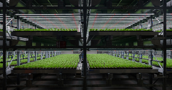 Vertical farm: il futuro della fitoterapia?
