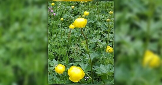 Walnut e Agrimony: esprimi chi sei senza paure