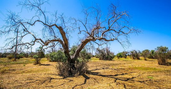 Xylella connection