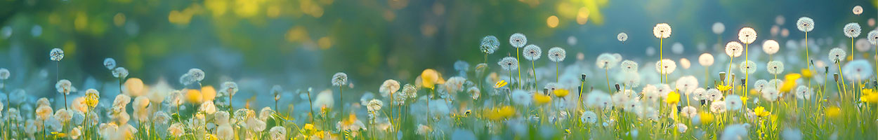 Allergie Stagionali: Rimedi Naturali