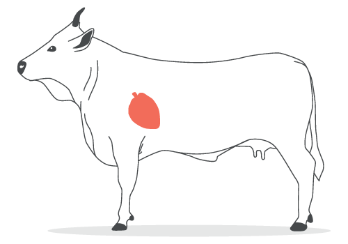 cuore di bovino