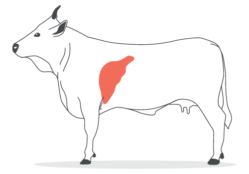 fegato di bovino