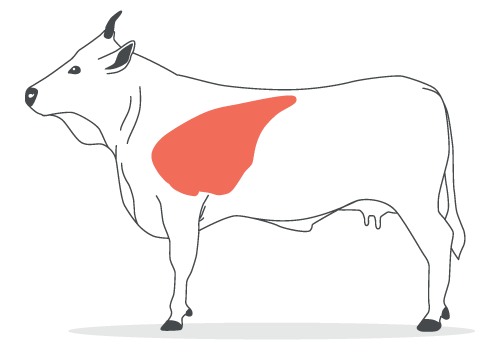 polmone di bovino