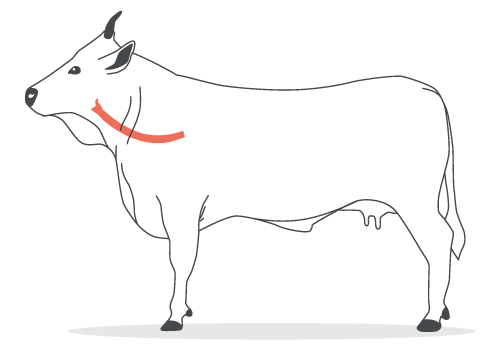 trachea di bovino