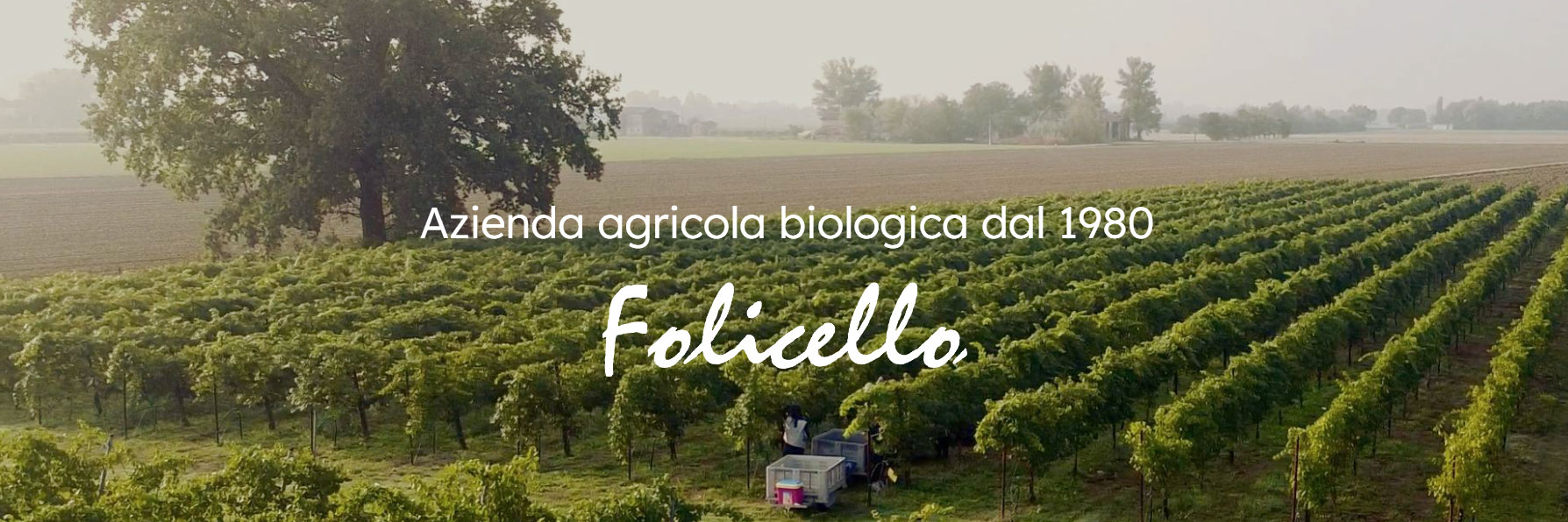 folicello-azienda-agricola-vino-analcolico