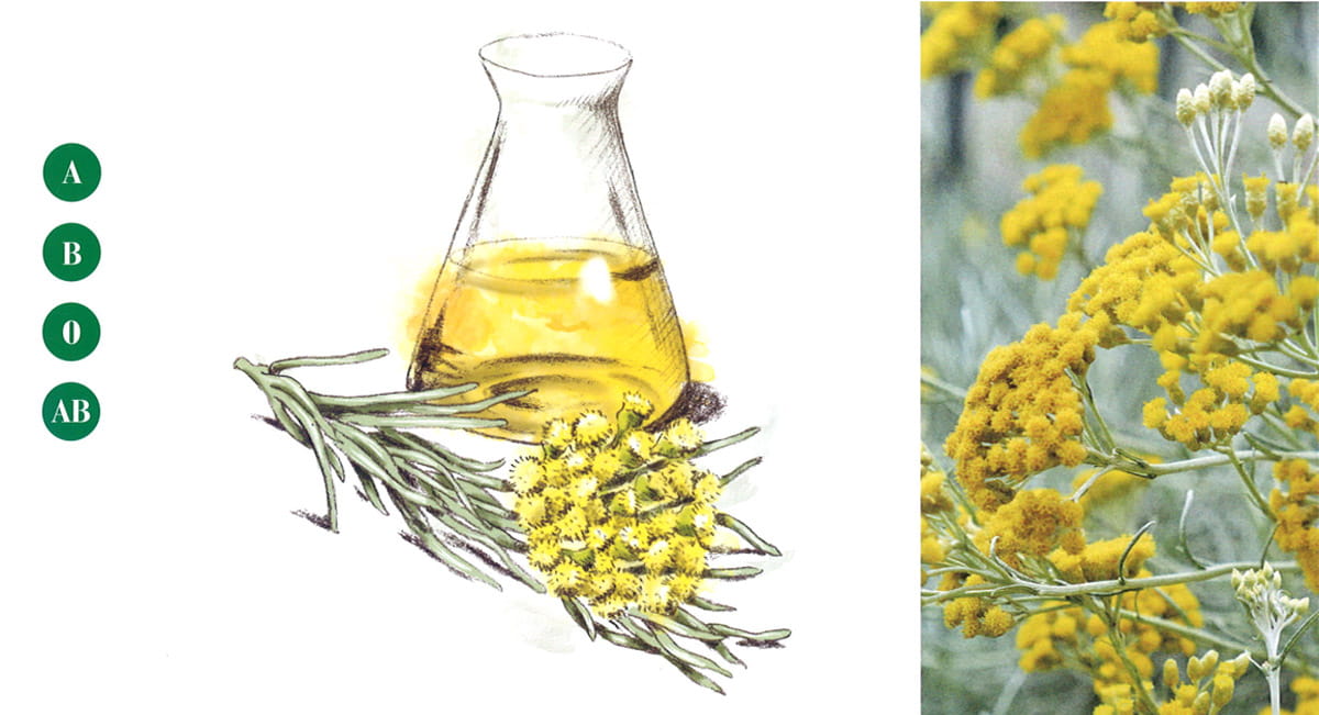 Oleolito di Elicriso in Fitoterapia