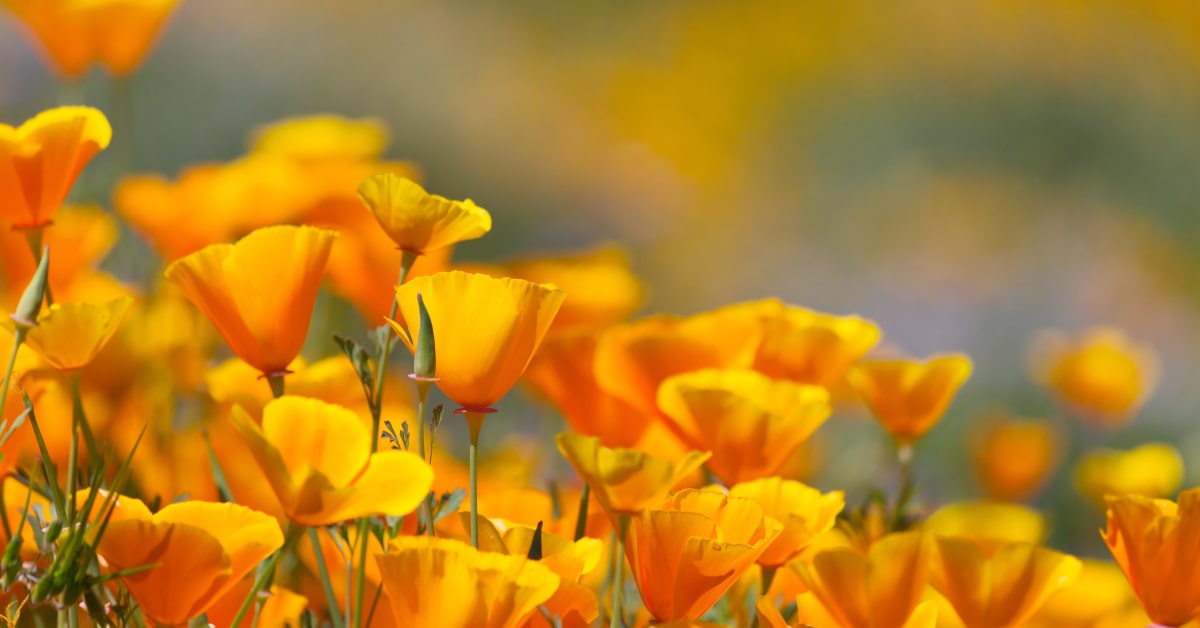 Fiori di escolzia in un campo 