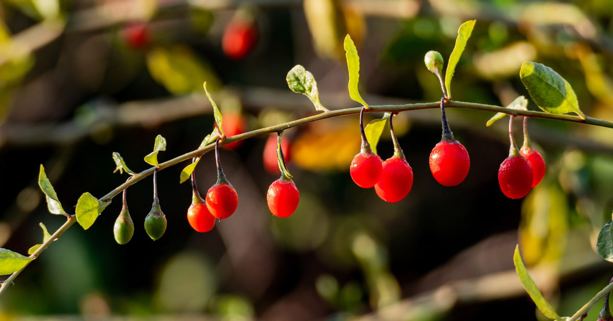 Bacche di goji - Ortaggi insoliti