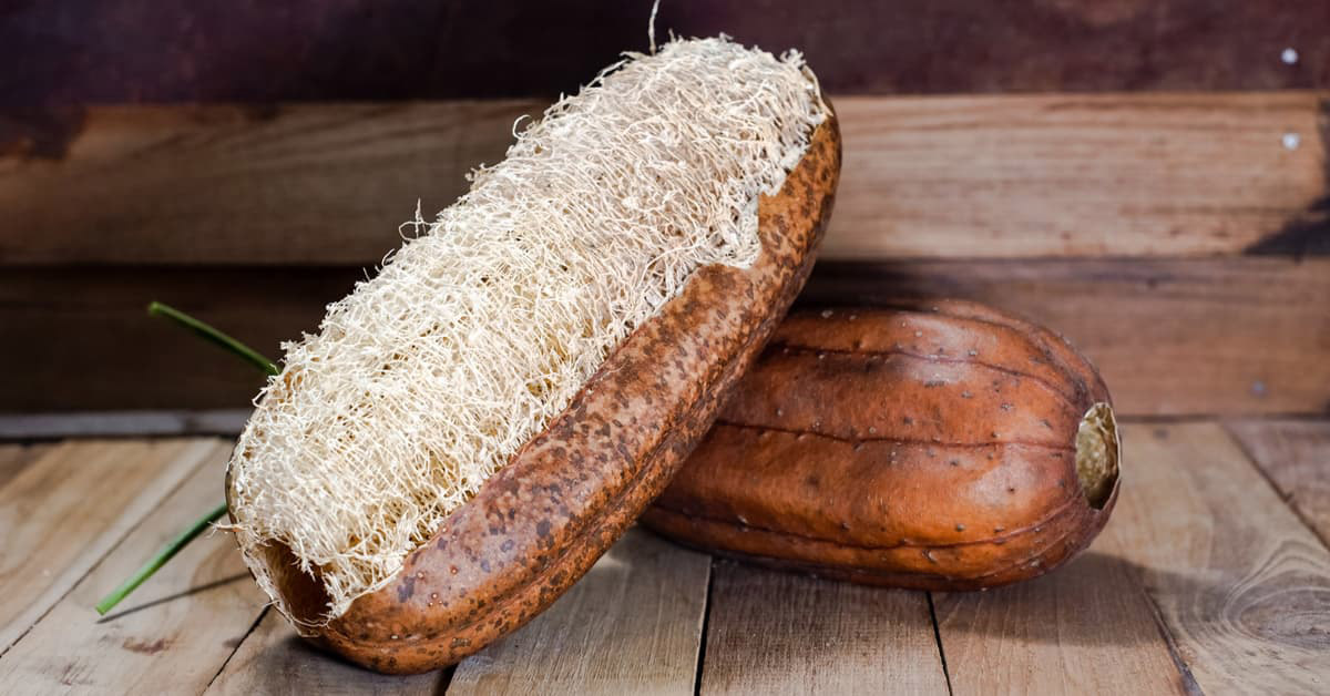 Luffa - Ortaggi insoliti
