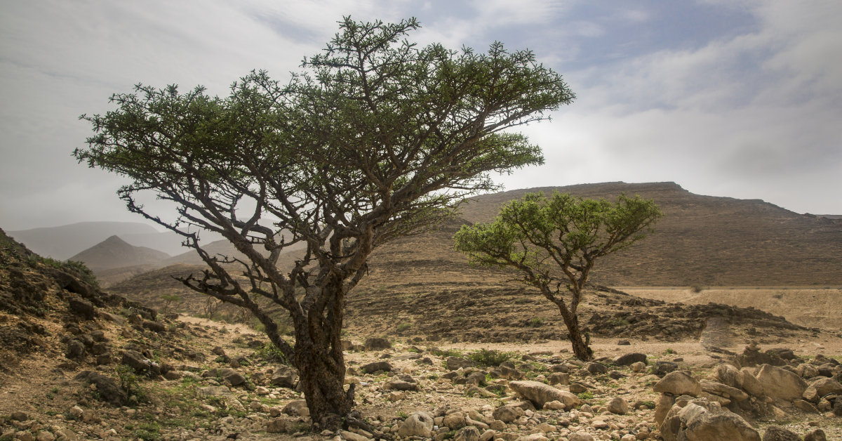 L'albero della Boswellia è considerato sacro in India
