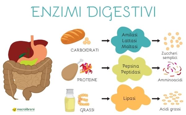 Gli enzimi digestivi scindono i macronutrienti, come carboidrati e grassi in nutrienti, come glucosio e acidi grassi
