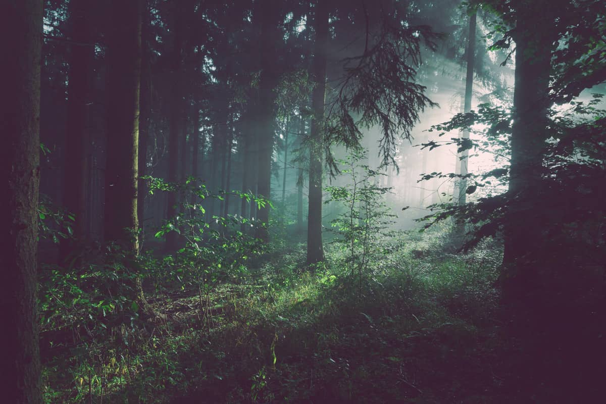 Gli alimenti fermentati sono degli ecosistemi naturali in miniatura, al pari di una foresta