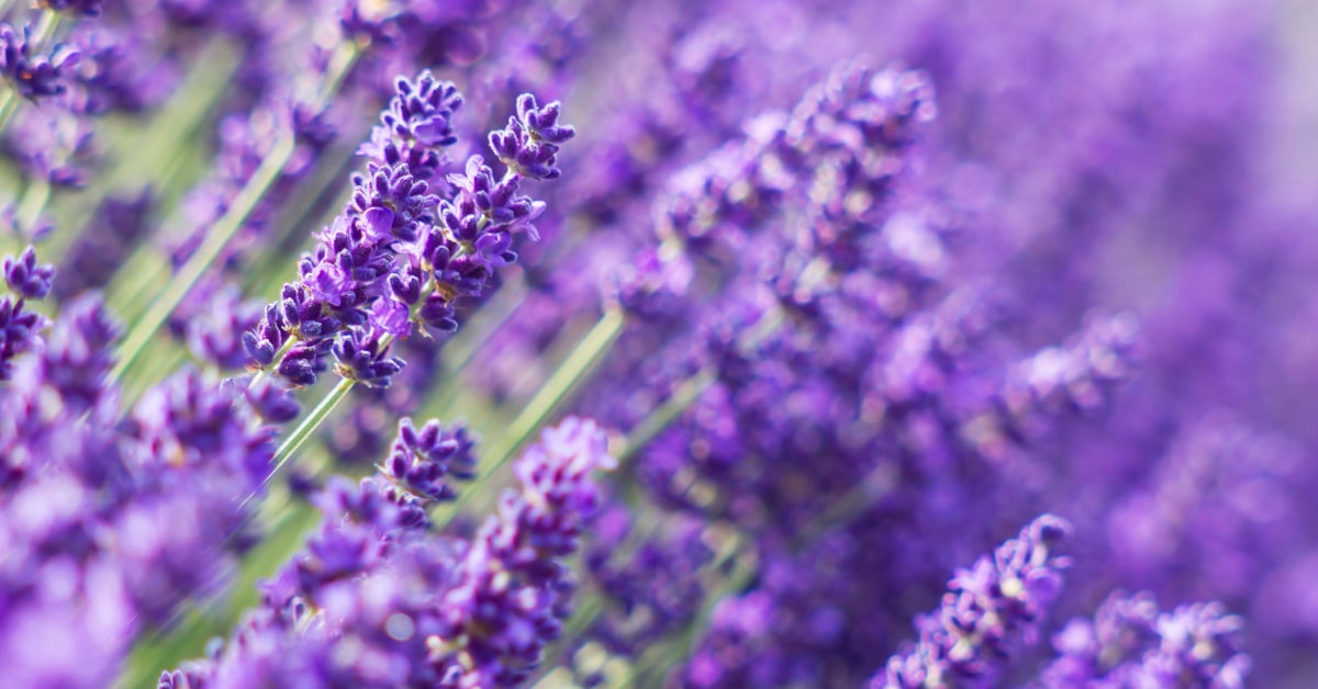 L'olio essenziale di lavanda è ideale per le affezioni della pelle