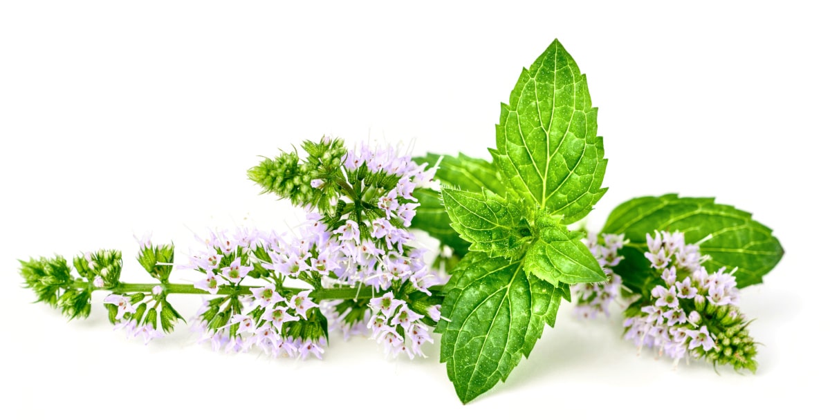 L'olio essenziale di Menta piperita è ideale per alleviare le affezioni delle alte vie respiratorie