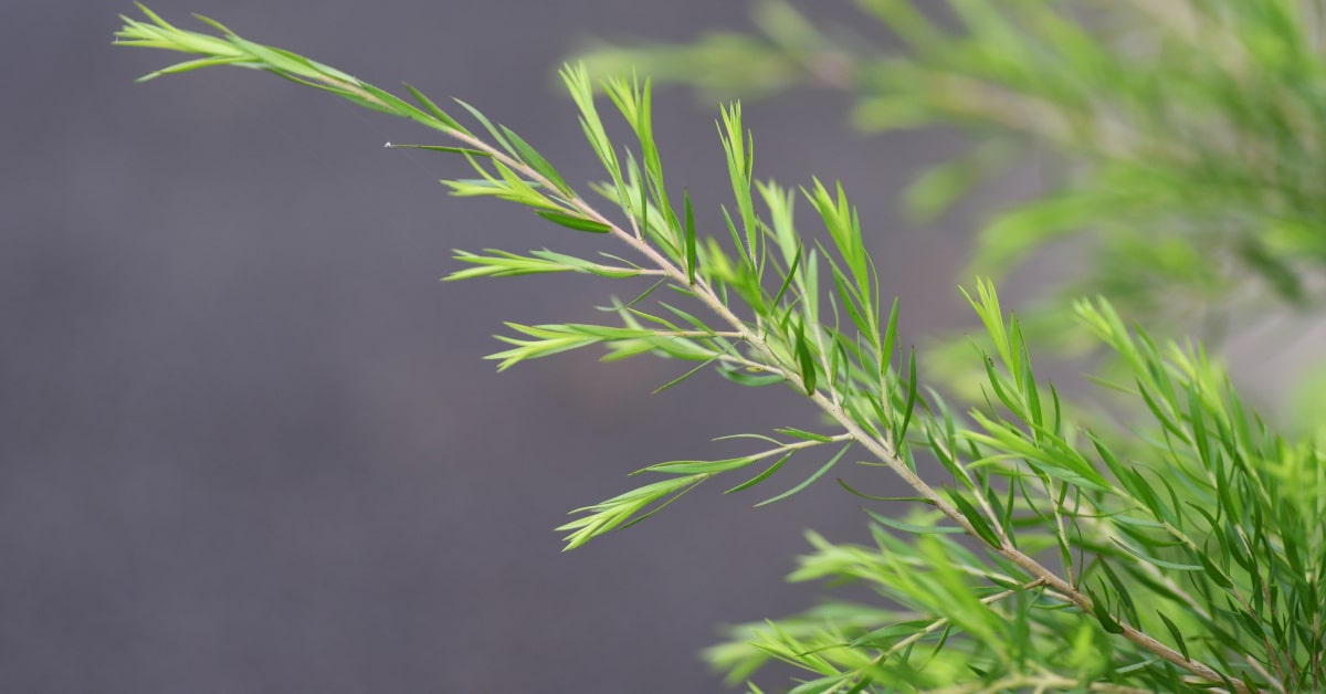 Il tea tree è uno degli oli essenziali tuttofare, indicato per uso cosmetico e per la pulizia della casa