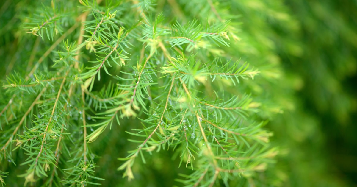 Il Tee Tree è un olio essenziale ottenuto dalla Melaleuca alternifolia, una pianta che cresce solo in alcune parti dell'Australia