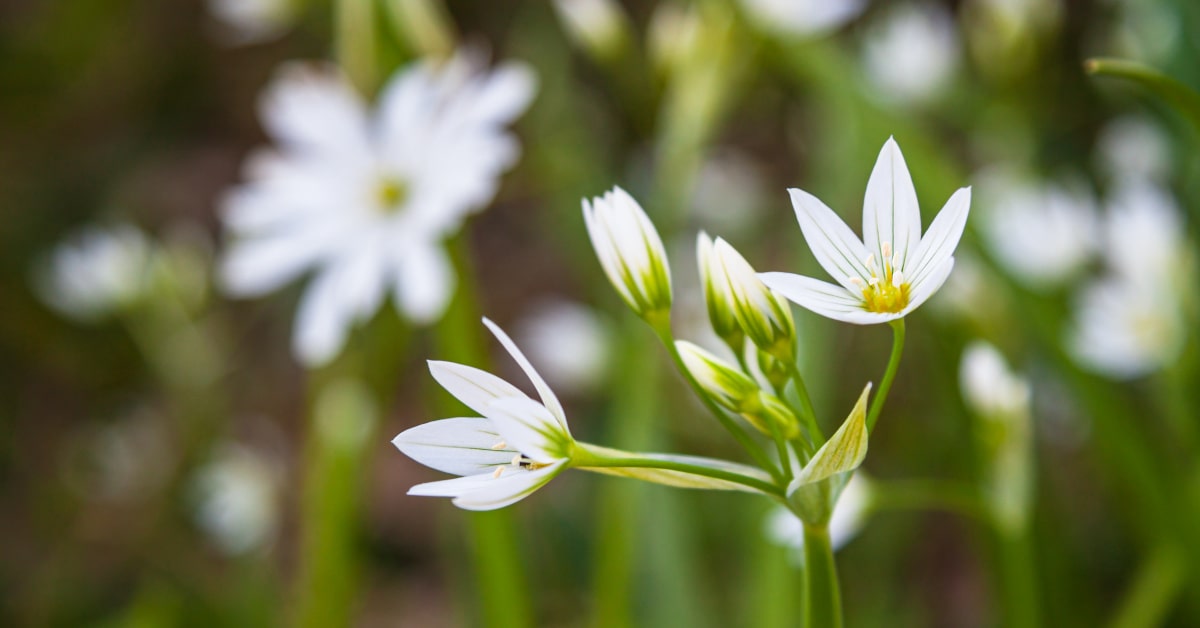 Star of Bethlehem in fiore