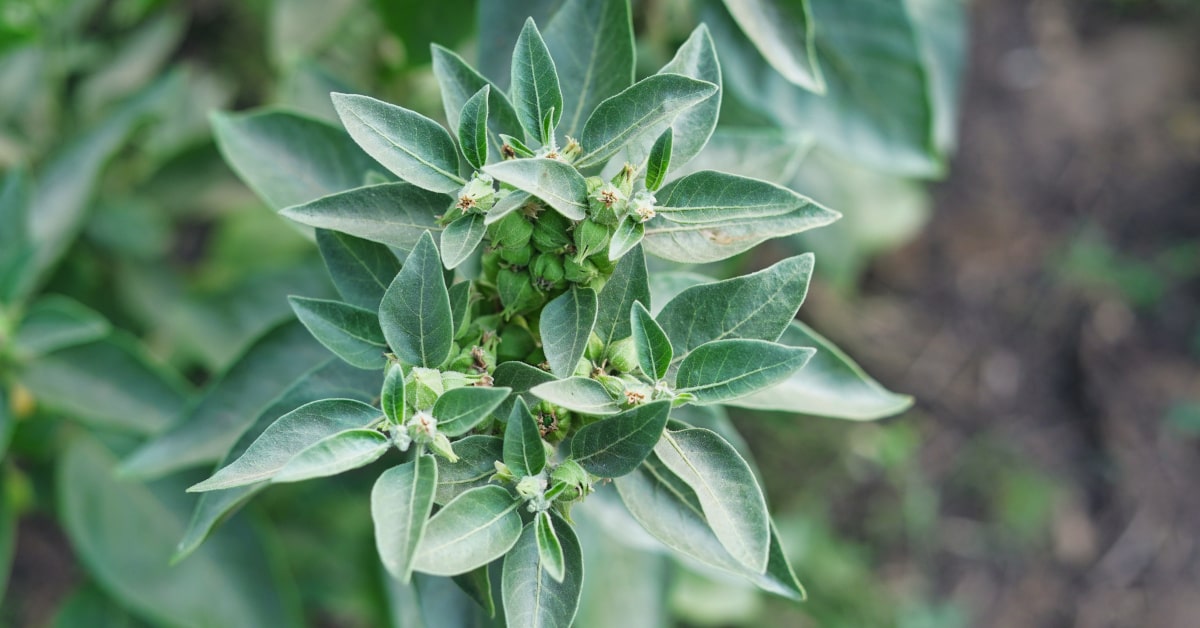 Pianta di Ashwaganda (Withania somnifera)