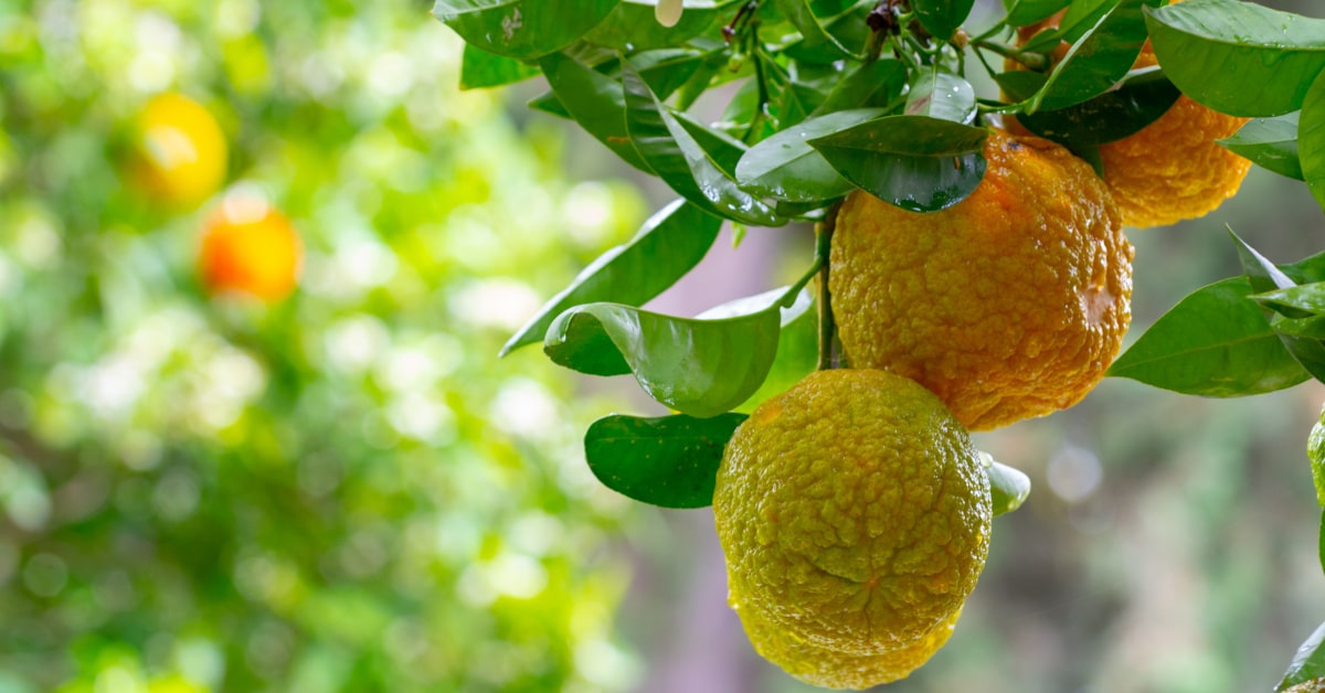 Il succo di Bergamotto è utile per mantenere i valori del colesterolo
