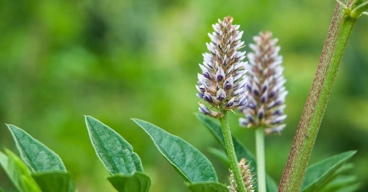 La liquirizia è una pianta usata in Ayurveda per la sua capacità di facilitare la digestione e migliorare il metabolismo dei grassi