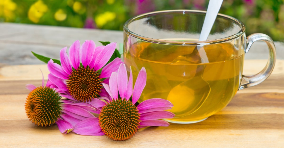La tisana di Echinacea aiuta a contrastare le infiammazioni