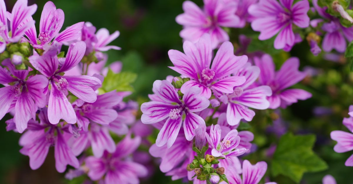 Le mucillagini della Malva aiutano ad alleviare il bruciore tipico del reflusso gastroesofageo