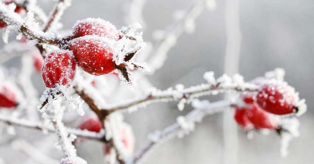 Le bacche della Rosa canina vanno raccolte in autunno e inverno