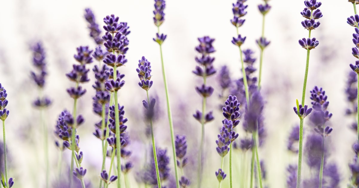 La Lavanda ibrida viene usata per abbellire i giardini e o come profumo naturale