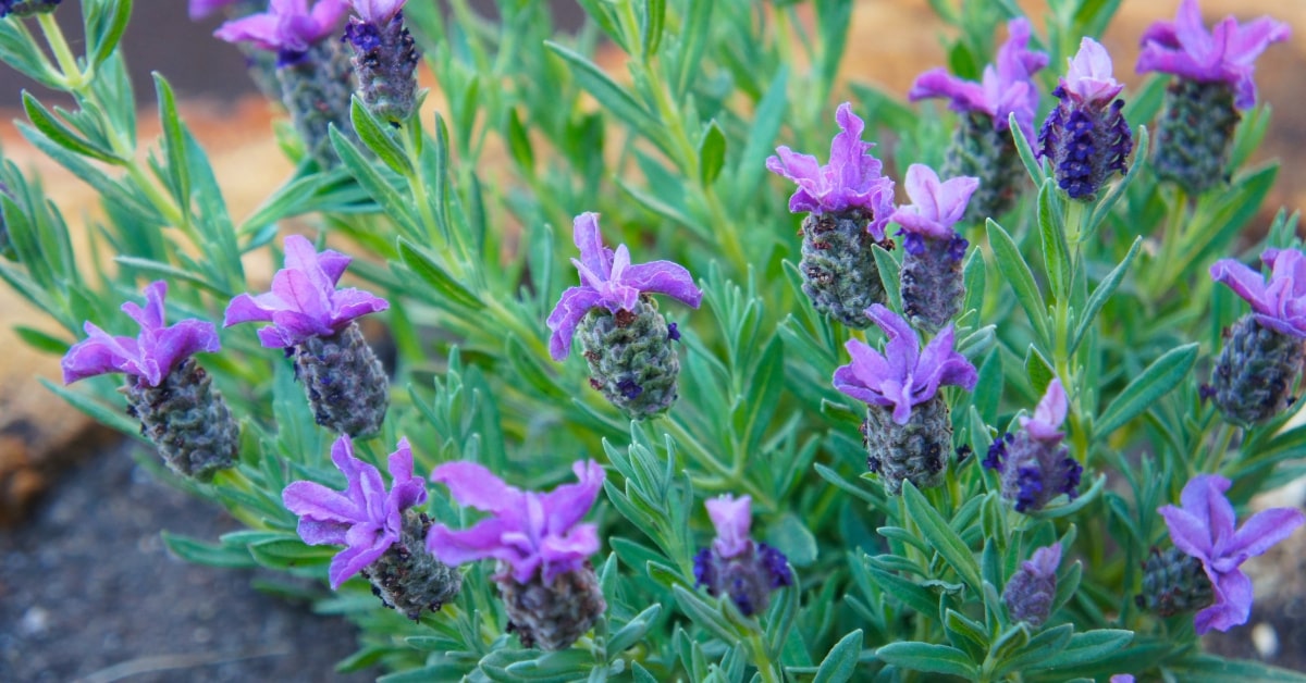 La lavanda spica ha fiori diversi rispetto alla Lavanda vera