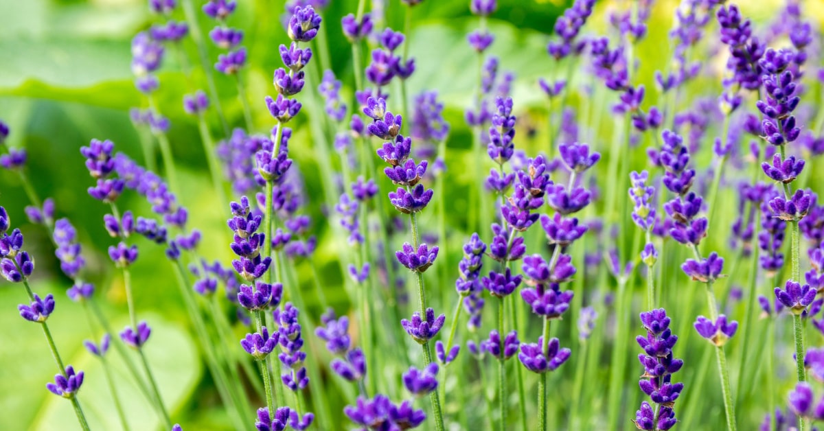 La lavanda officinale o vera, è quella che vanta più proprietà benefiche per corpo e mente