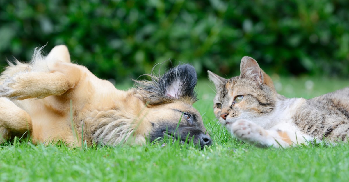 il collare di ambra baltica può essere utilizzato per cani e gatti