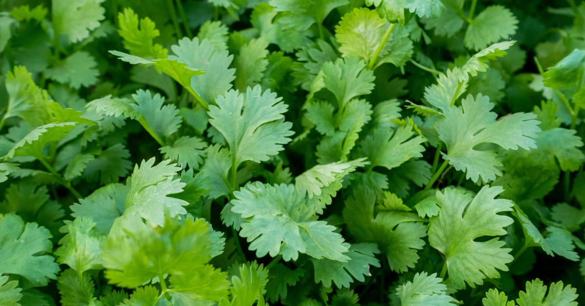Molto usato come pianta aromatica nella cucina orientale, il coriandolo si sta facendo apprezzare anche sulle nostre tavole ed è altrettanto facile da coltivare