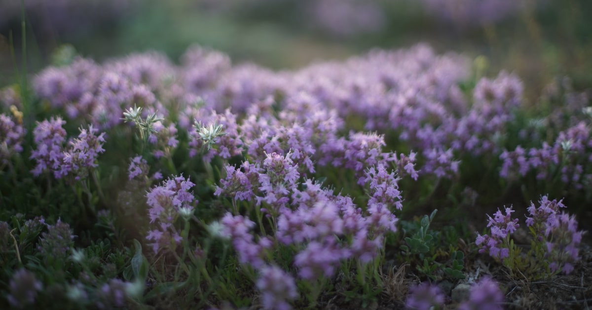 Fra le piante aromatiche in giardino o in vaso, il timo è quello più apprezzato per i suoi delicati fiori colorati