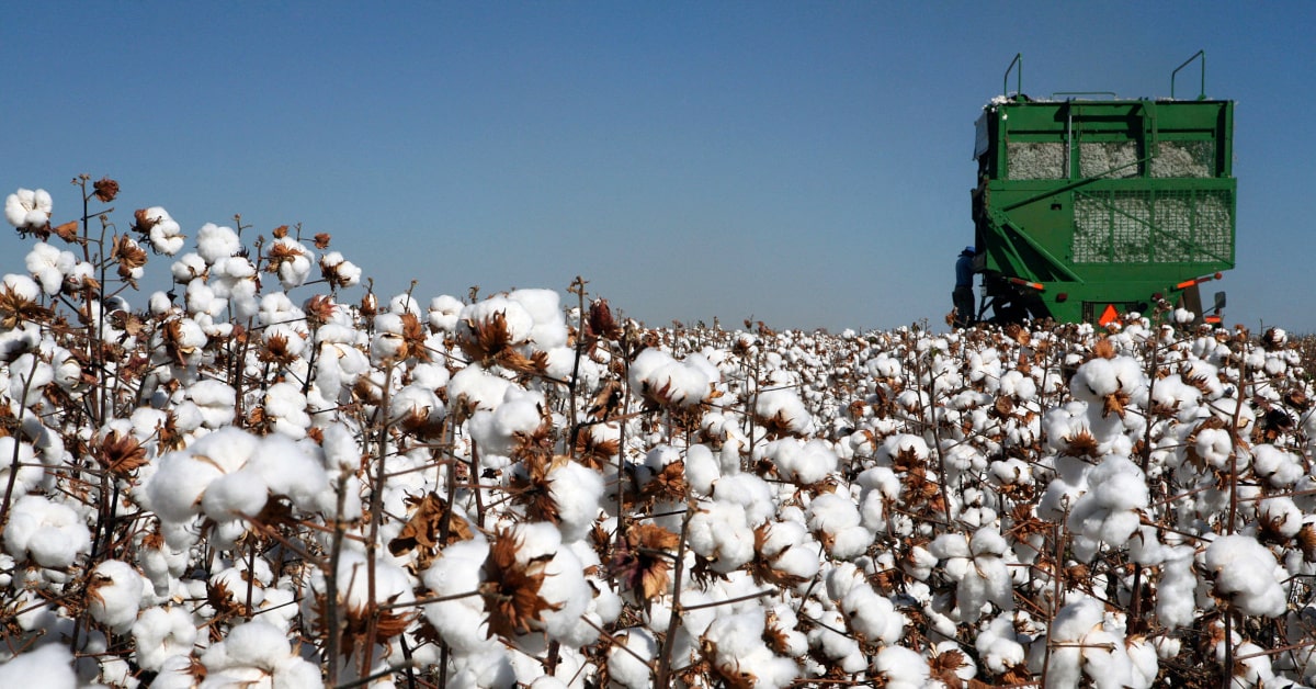 Oltre il 90% del cotone utilizzato nelle industrie tessili è da coltivazione intensiva, che rende questa fibra naturale poco sostenibile