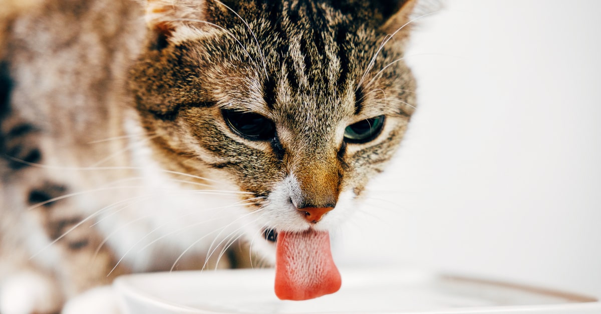 Gatto che beve da una ciotola di ceramica piena di acqua