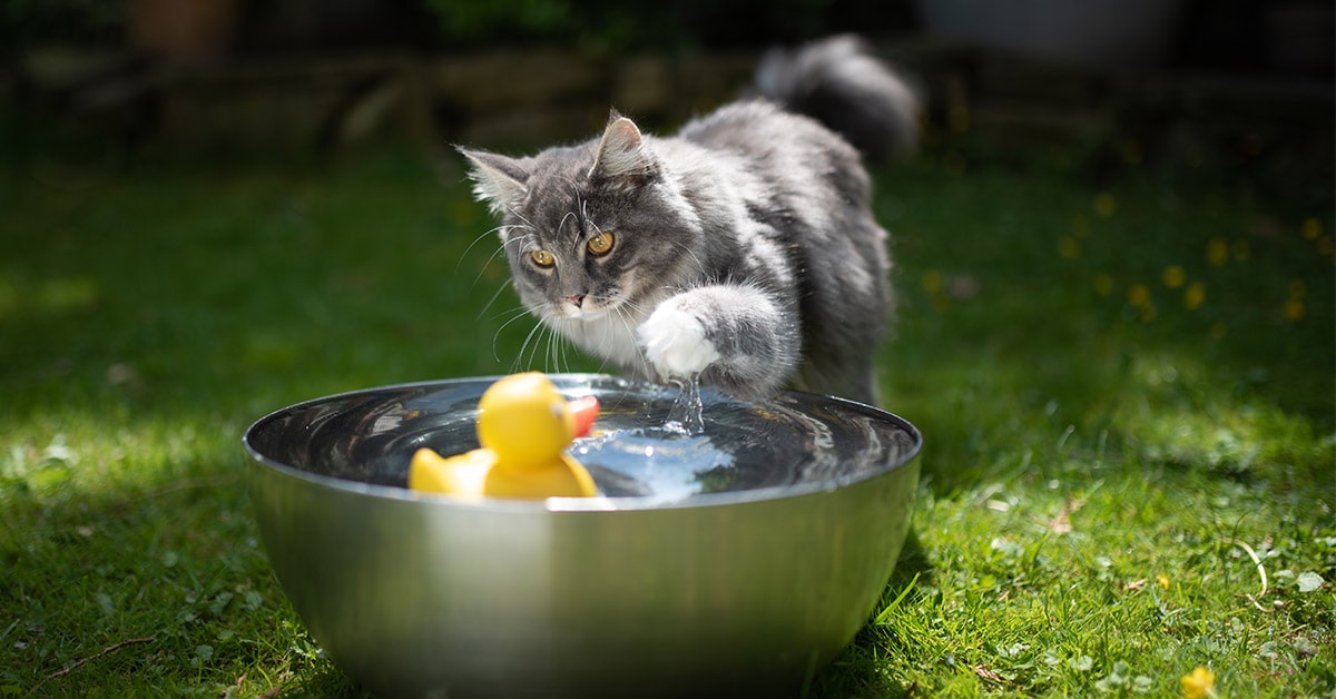 come aiutare il tuo gatto a bere di più
