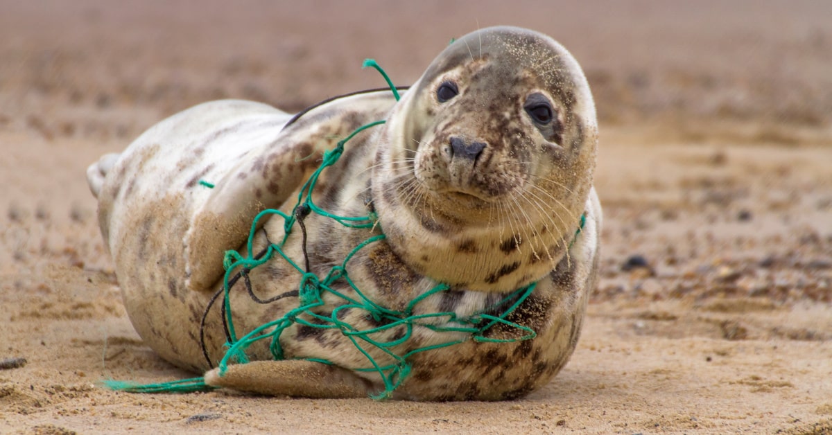 Foca sulla spiaggia con una rete da pesca attorcigliata al corrpo