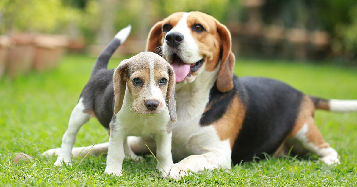 Come far accettare un cucciolo al cane di casa