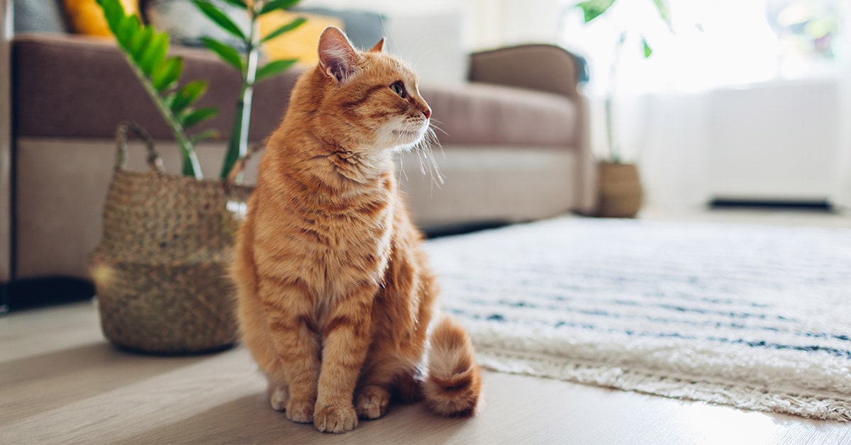 come gestire il gatto quando vai in vacanza