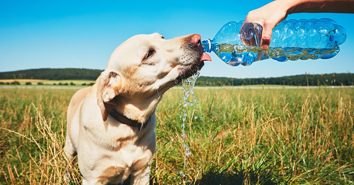 rimedi per prevenire il colpo di calore nel cane