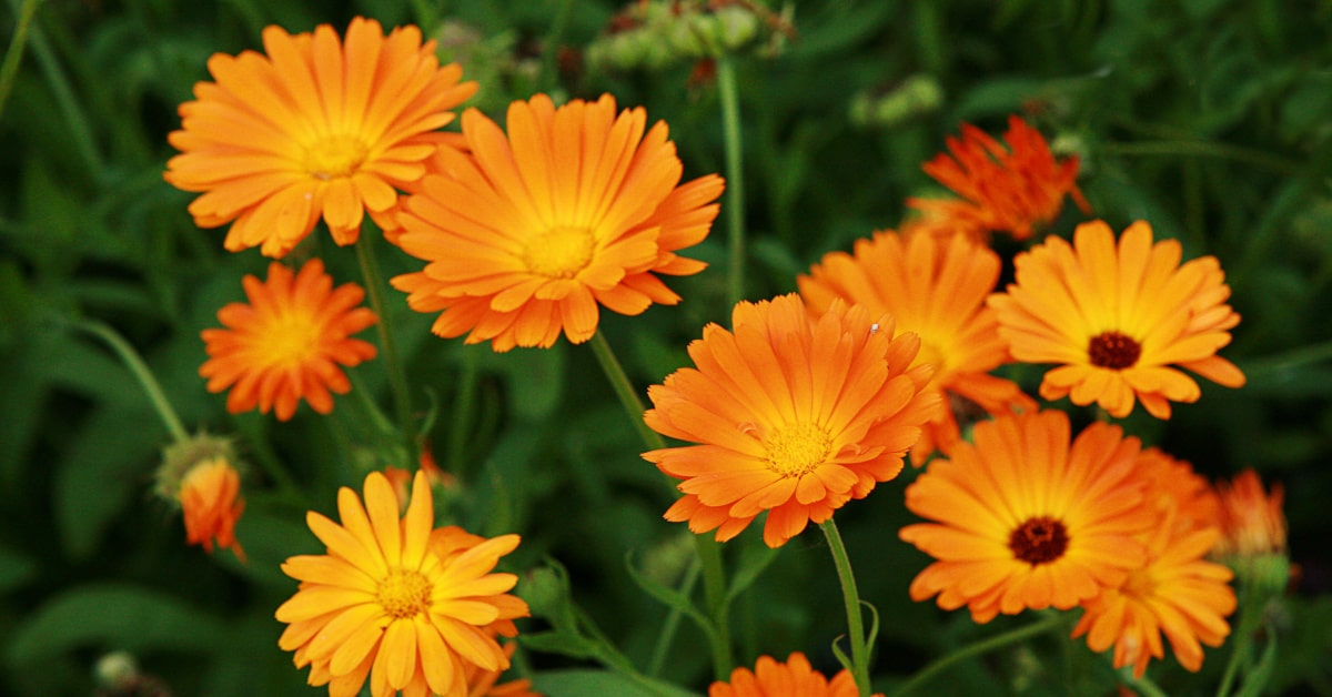 Calendula in fiore