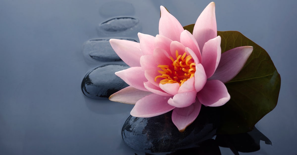 Fiore di loto rosa su sassi neri