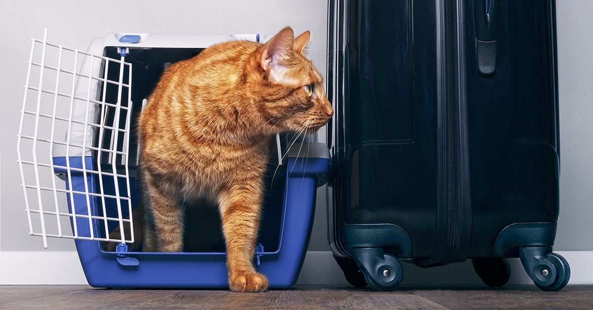 come portare il gatto in vacanza in sicurezza
