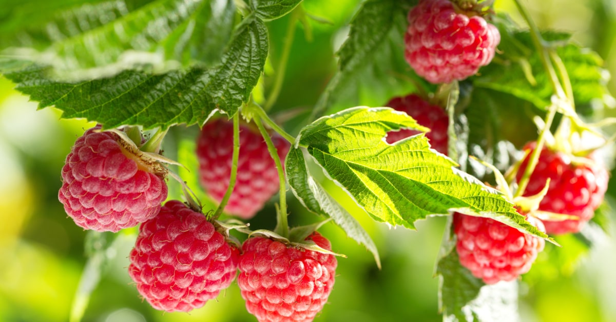 Pianta di lamponi con frutti maturi
