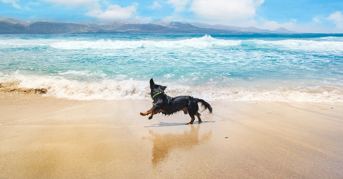 i pericoli per il cane sulla spiaggia