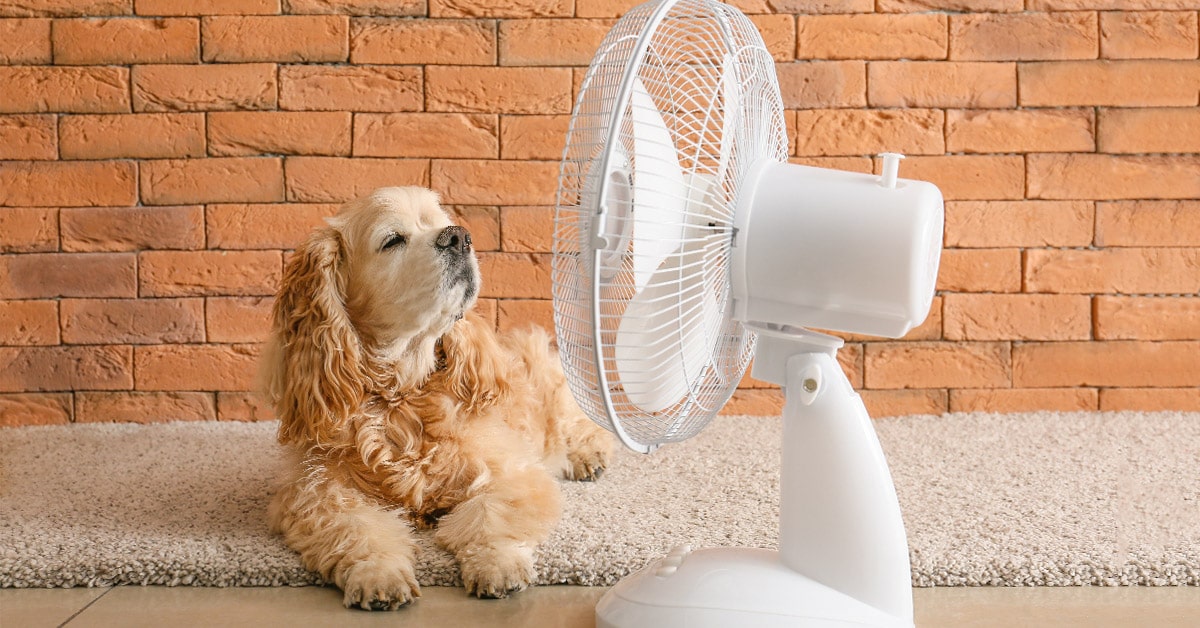 come prevenire il colpo di calore nel cane