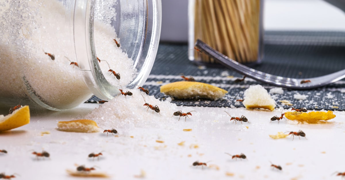 Per eliminare le formiche naturalmente non lasciare residui di cibo in casa